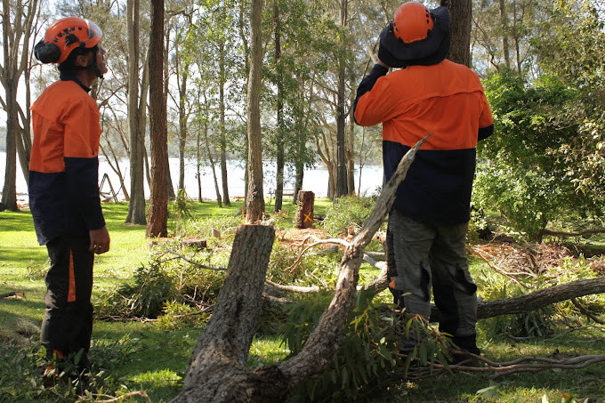 Cutting Edge Tree Maintenance