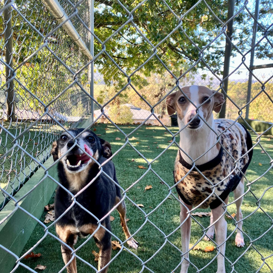 Photo of A Dogs Domain and Cats too
