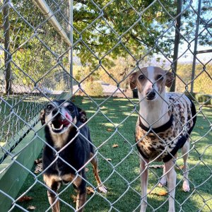 Photo of A Dogs Domain and Cats too