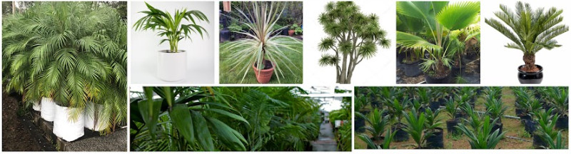 Berkie Palms -Best Plant,Garden Nursery-Landscaping,Gardening Services-Garden Plants Sale Newcastle